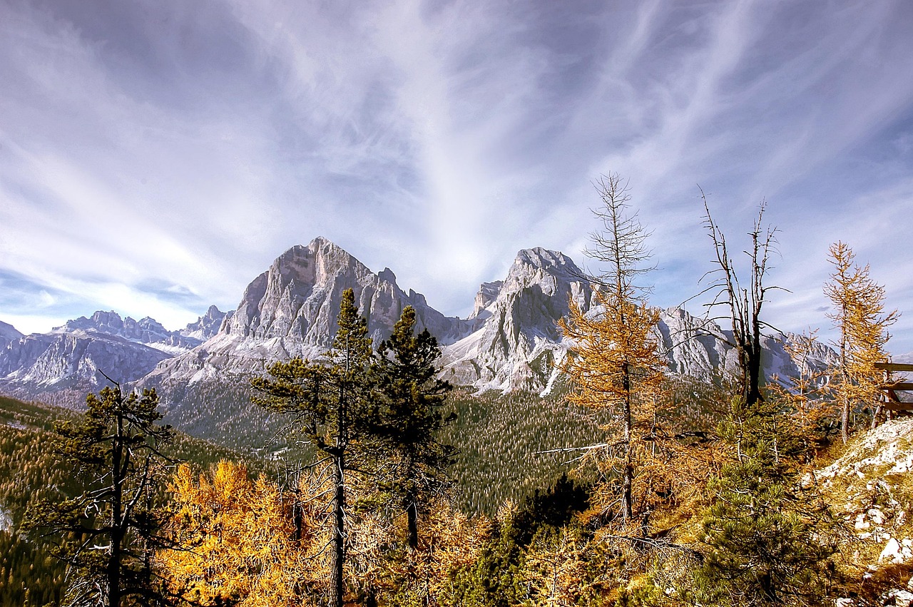 世界十大古树，穿越千年的生命奇迹